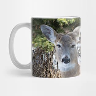 White tailed deer Mug